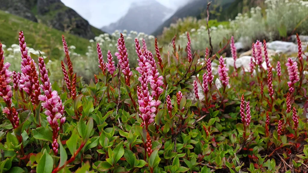 Valley Of Flowers