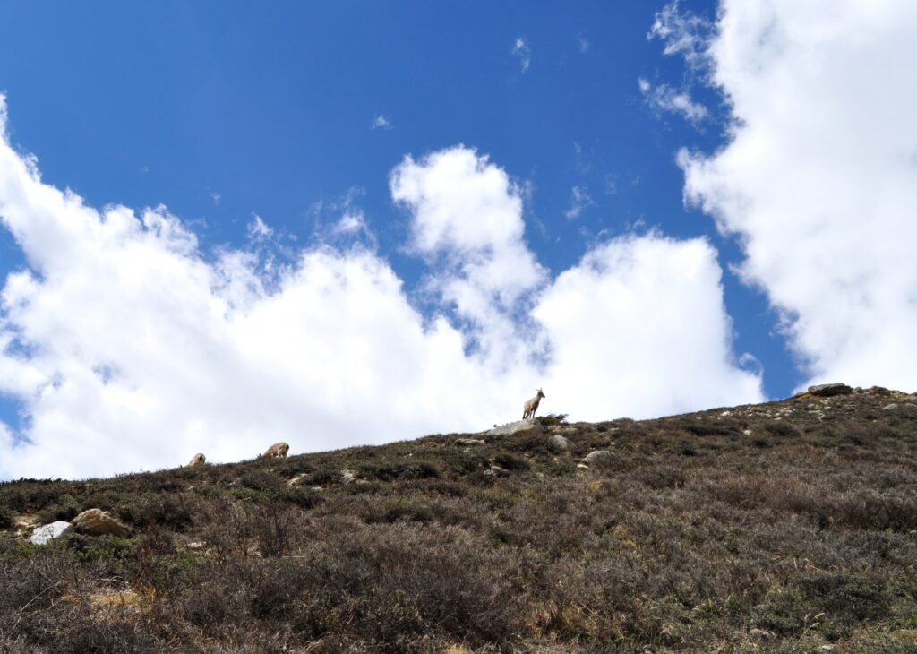 Cloud View From Gaumukh Tapovan Trek