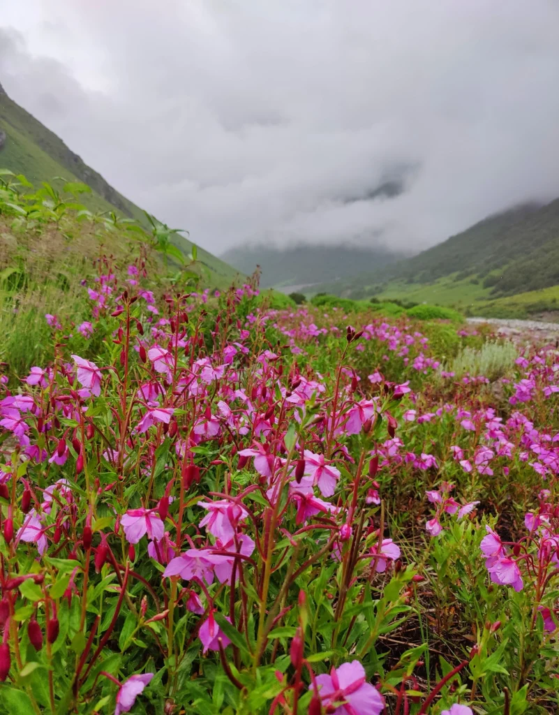 Valley of flowers Trek