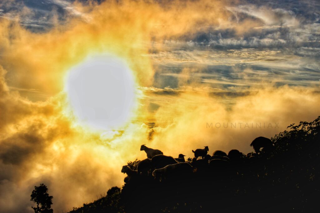 
        [hplImageResource]