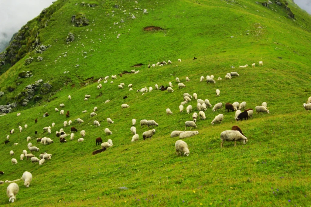 Dayara Bugyal trek