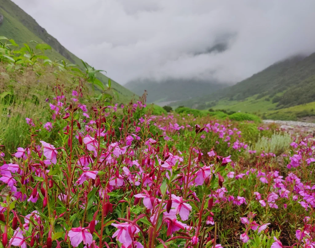 Valley of flowers Trek