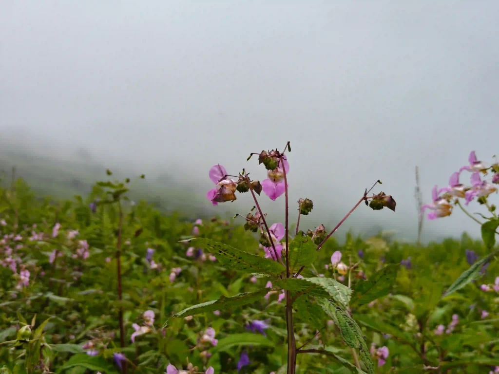 Valley of flowers trek 2026